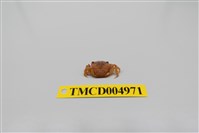 藏品(平背蜞)的圖片